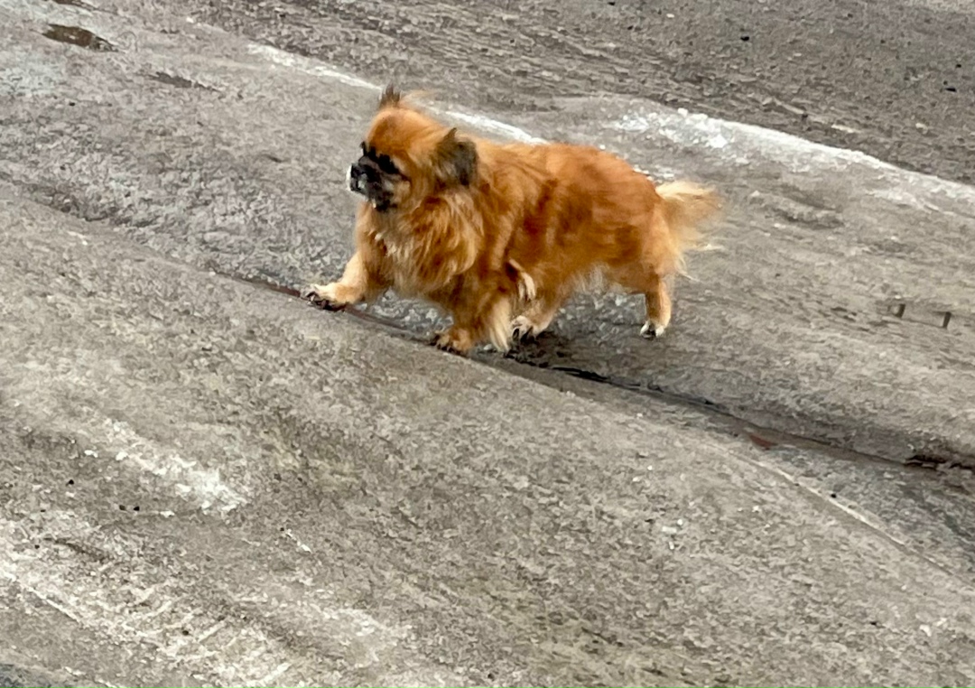 Найдена собака в Курске — фото объявления