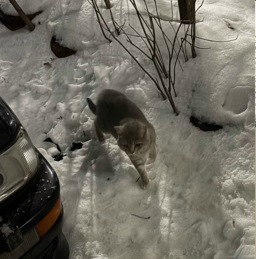 Найдена кошка в Курске — фото объявления