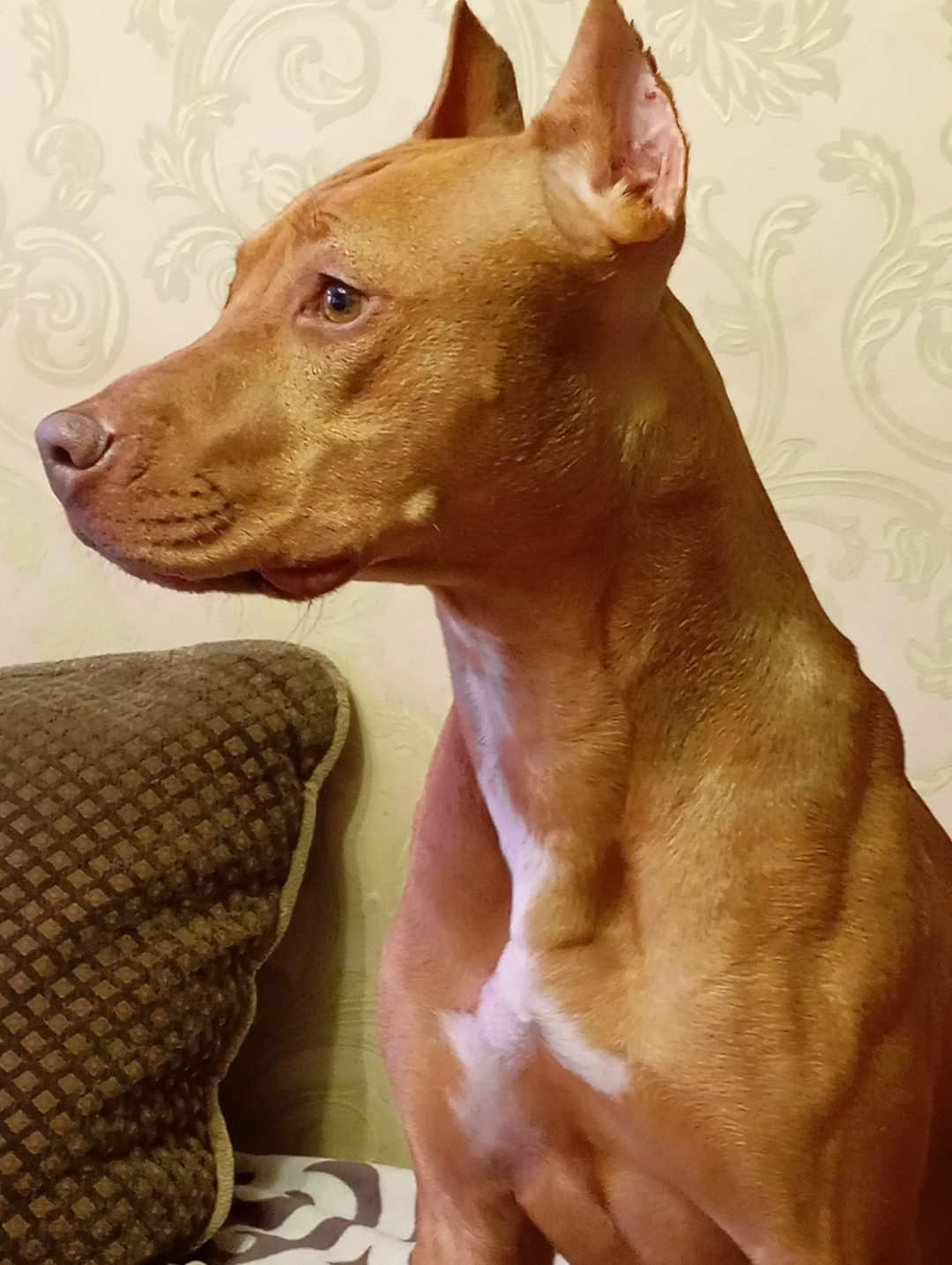 Найдена собака в Курске — фото объявления