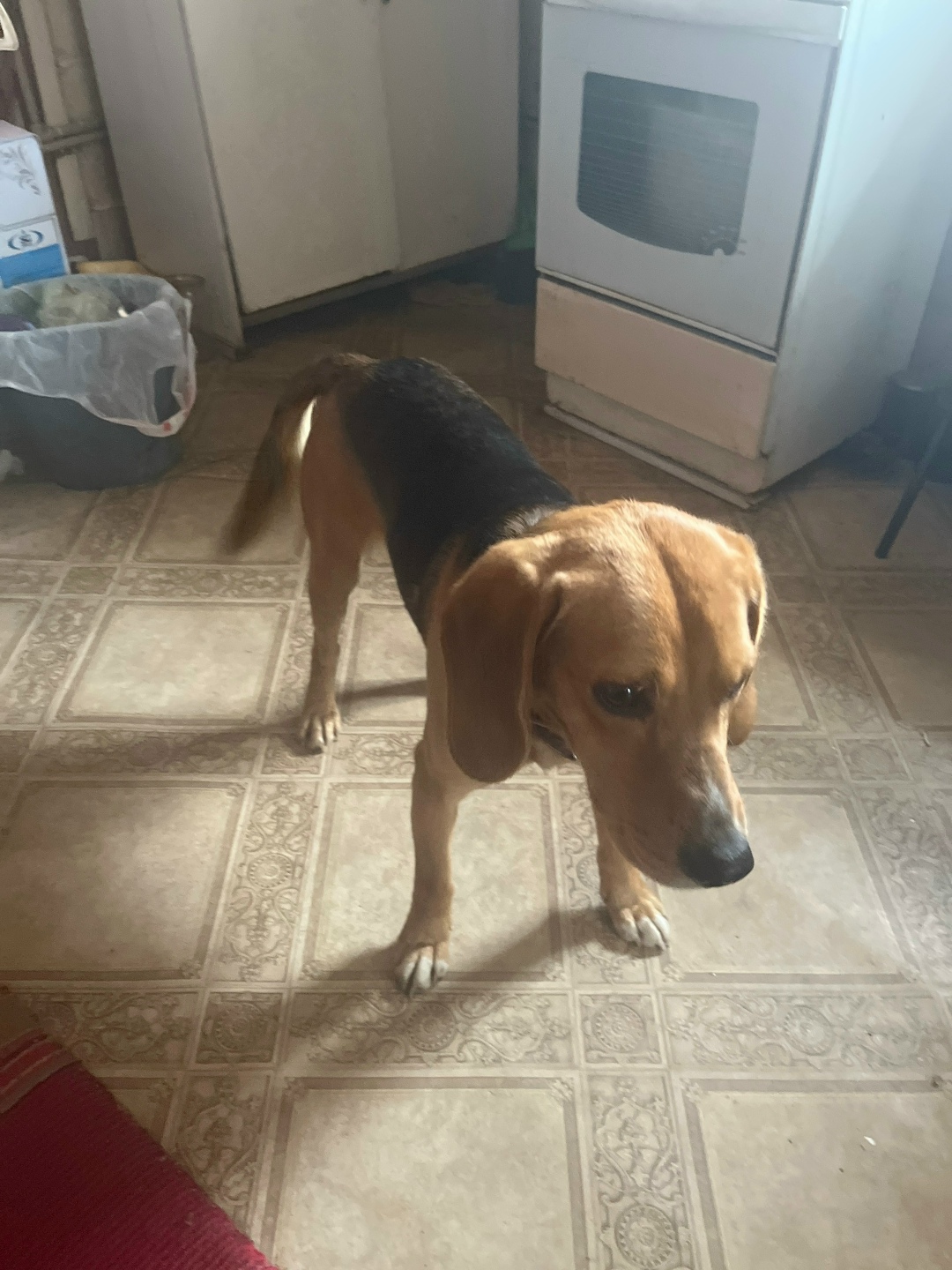 Найдена собака в Курске — фото объявления