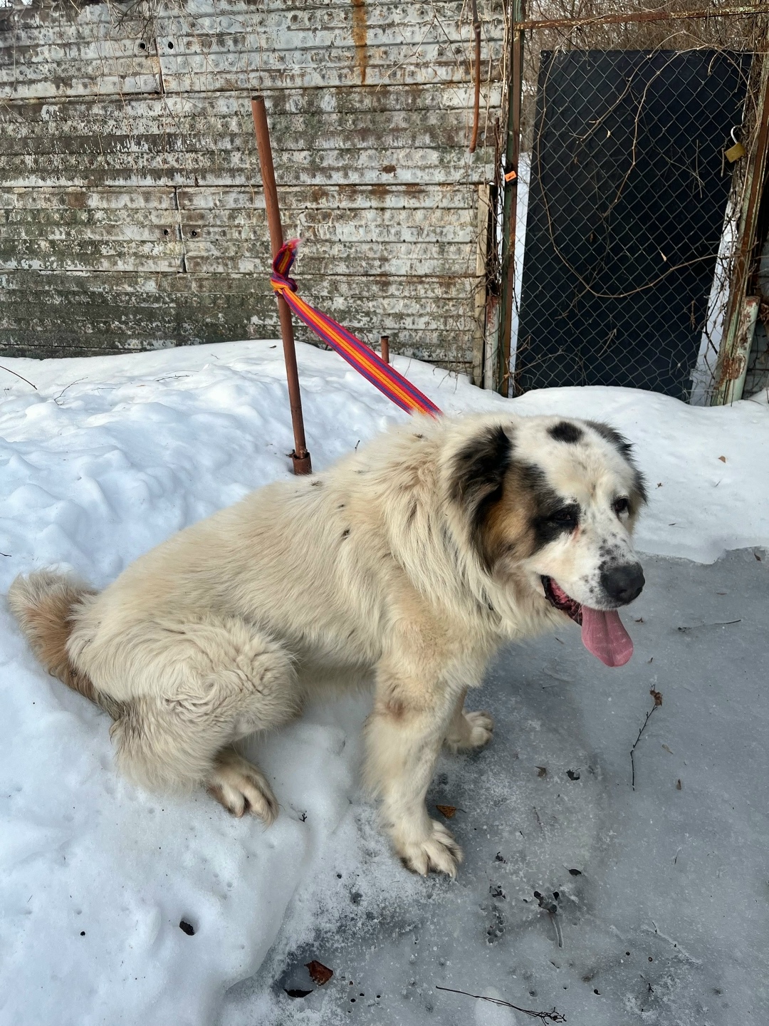 Найдена собака в Курске — фото объявления