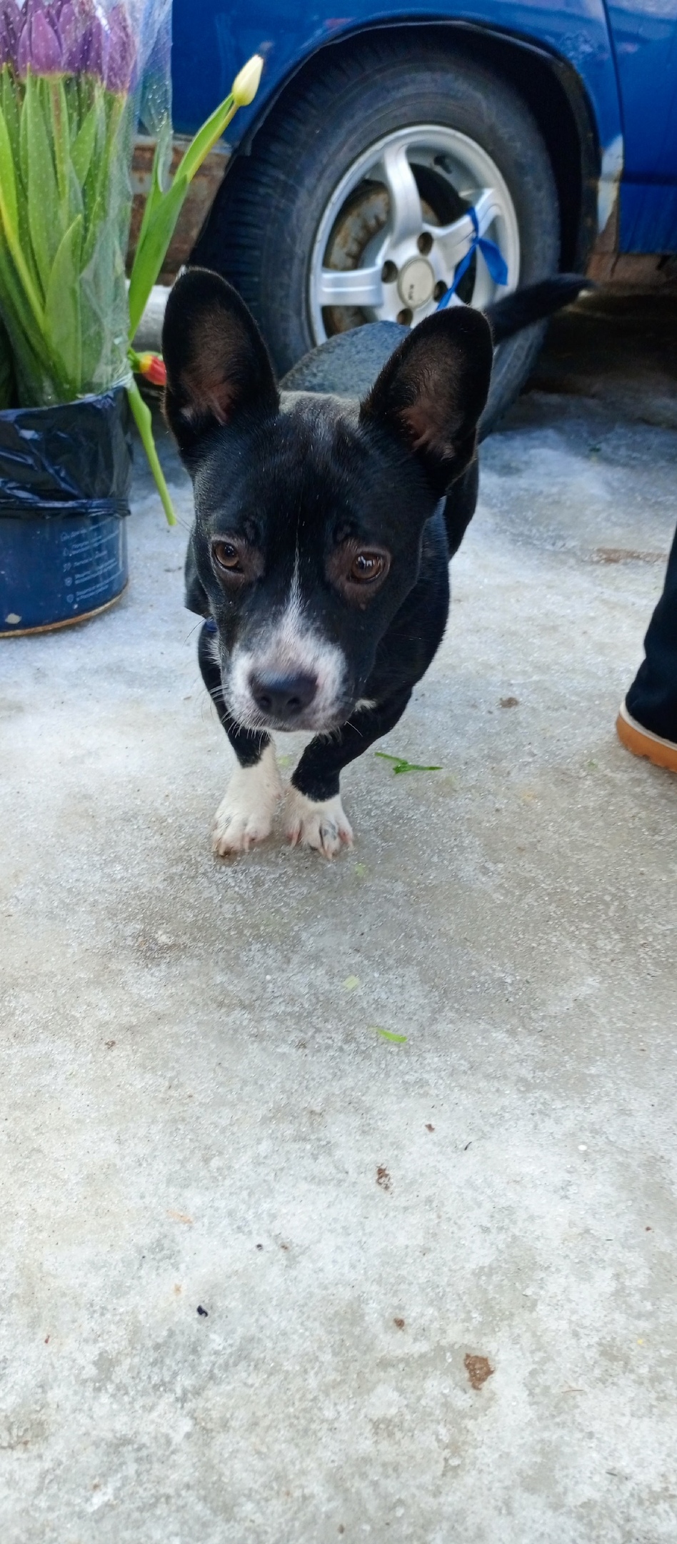 Найдена собака в Курске — фото объявления