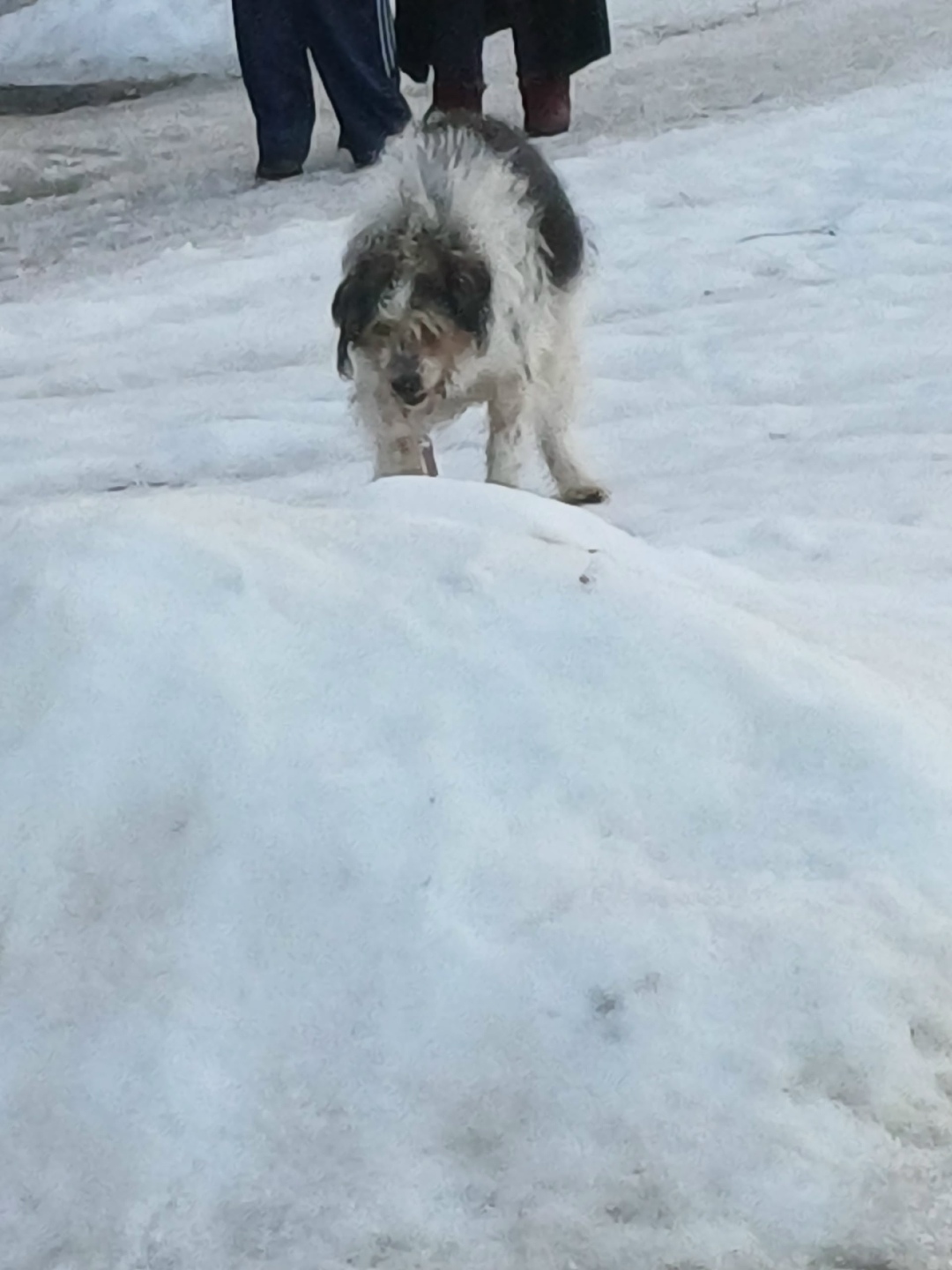 Найдена собака в Курске — фото объявления