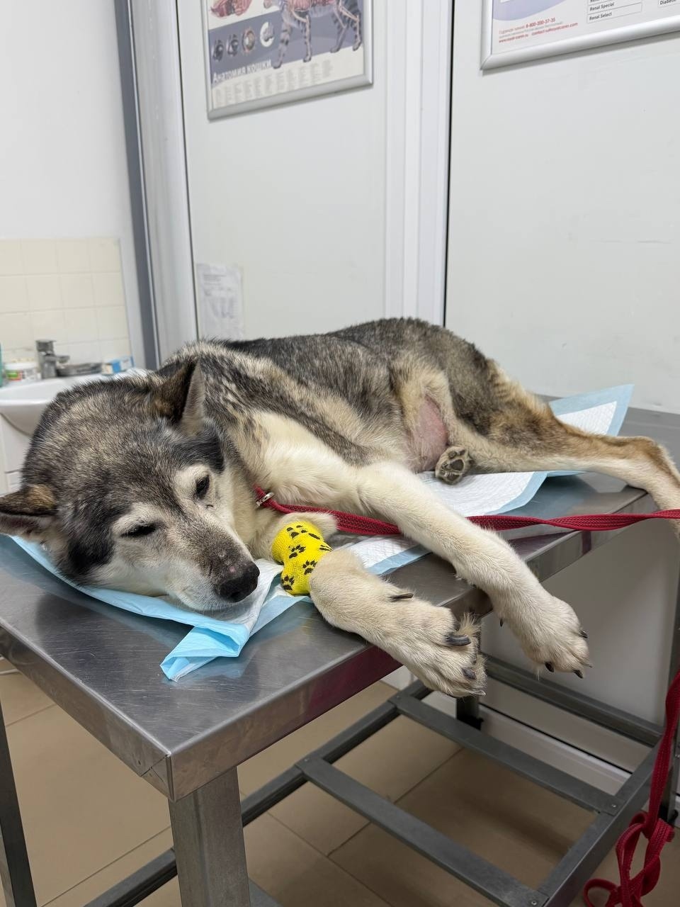 Найдена собака в Курске — фото объявления