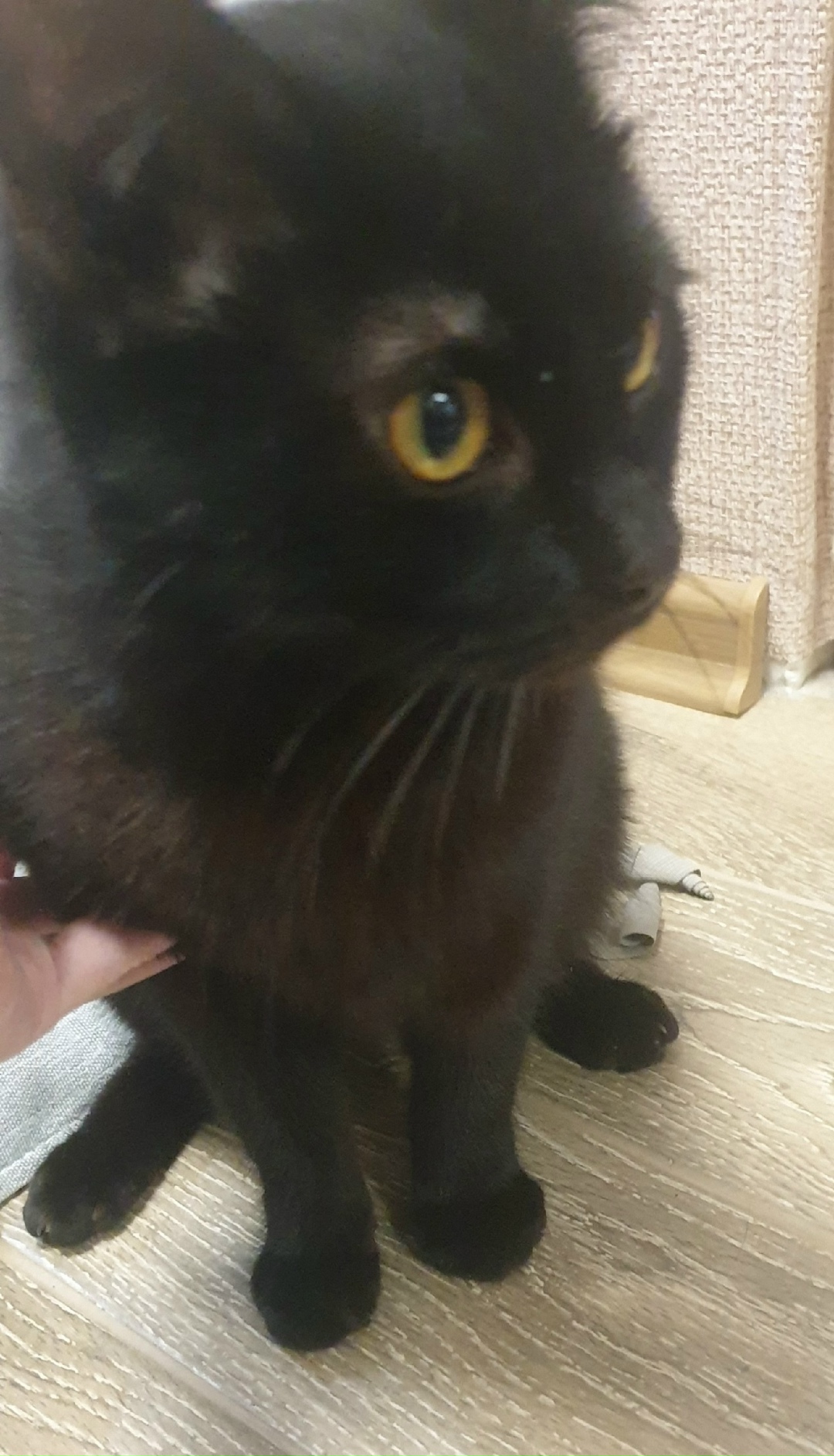 Найдена кошка в Курске — фото объявления