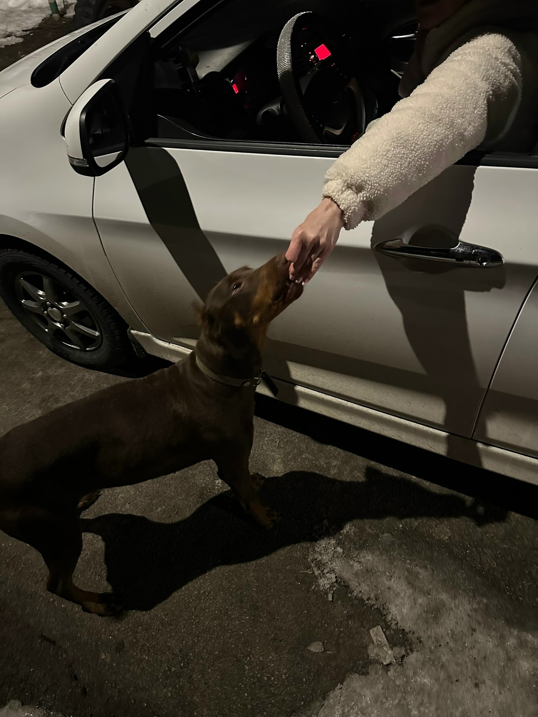 Найдена собака в Курске — фото объявления