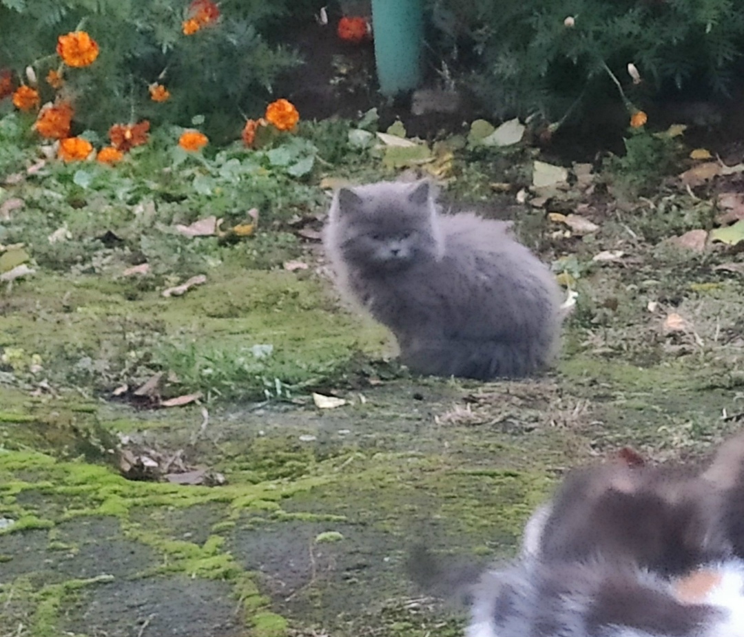 Найдена кошка в Курске — фото объявления