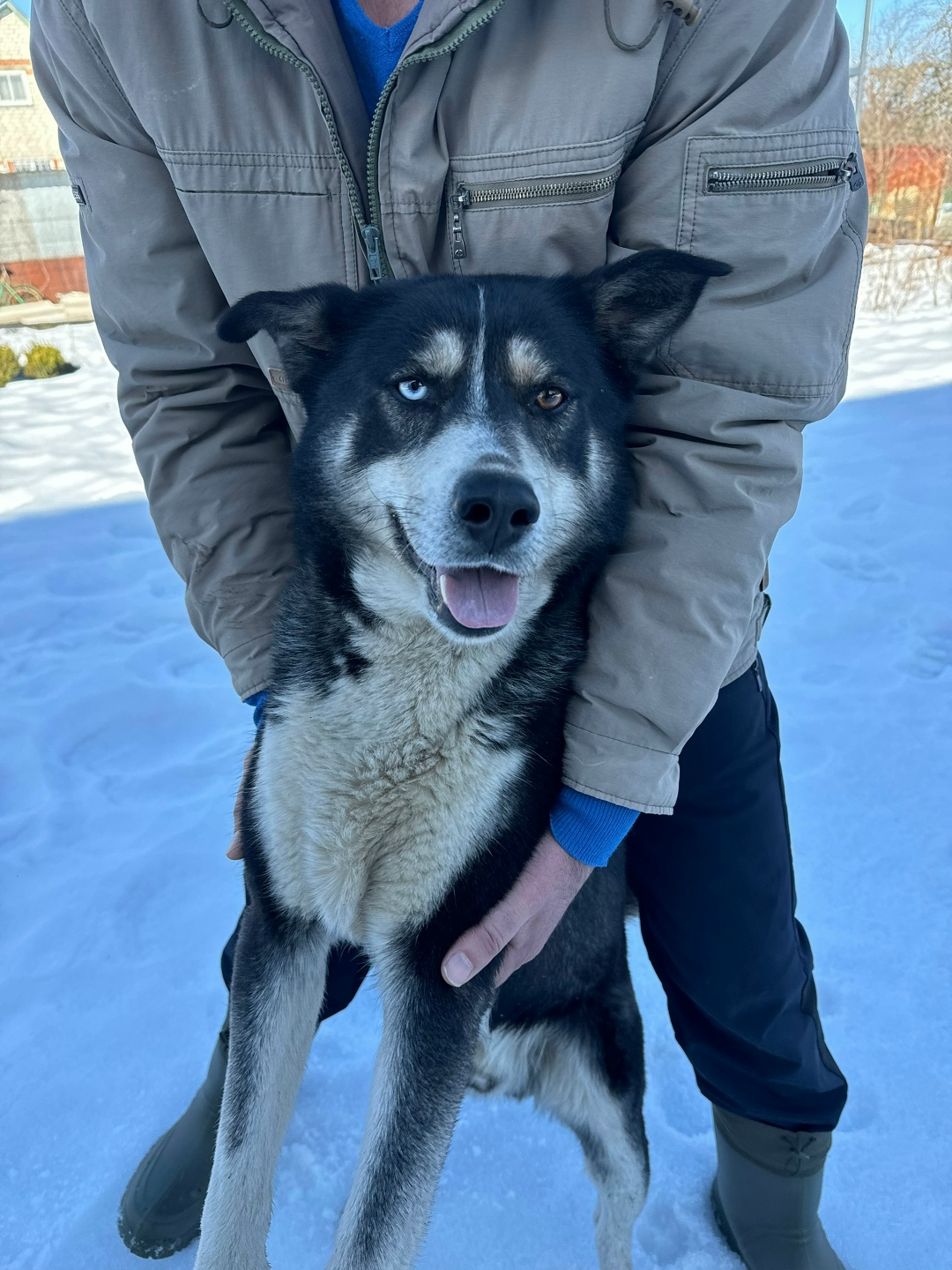 Найдена собака в Курске — фото объявления