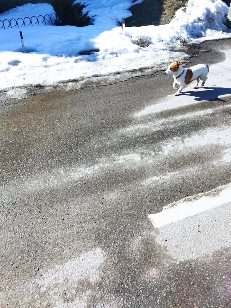 Найдена собака в Курске — фото объявления