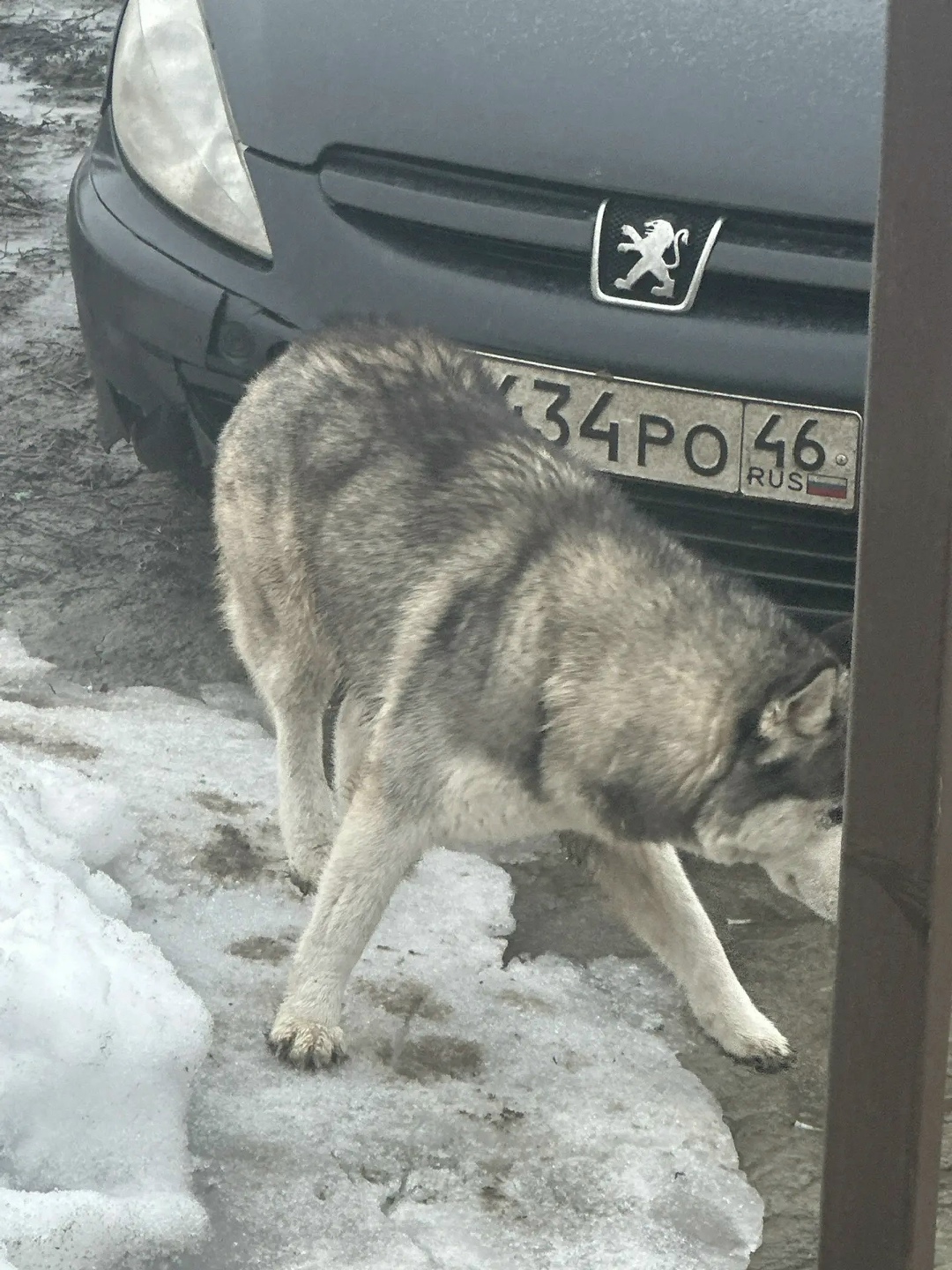 Найдена собака в Курске — фото объявления