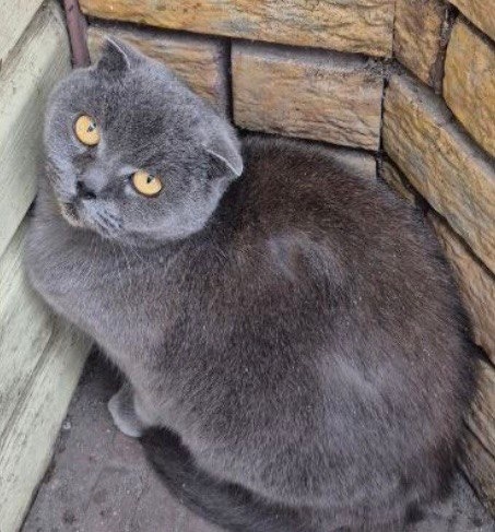 Найдена кошка в Курске — фото объявления