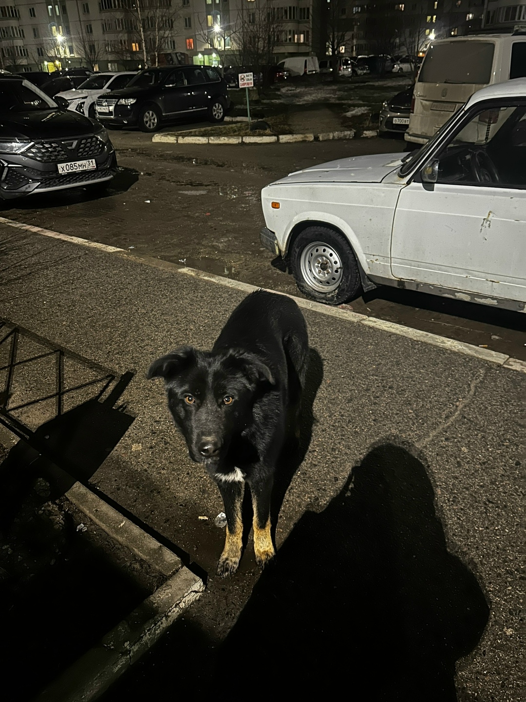 Найдена собака в Курске — фото объявления