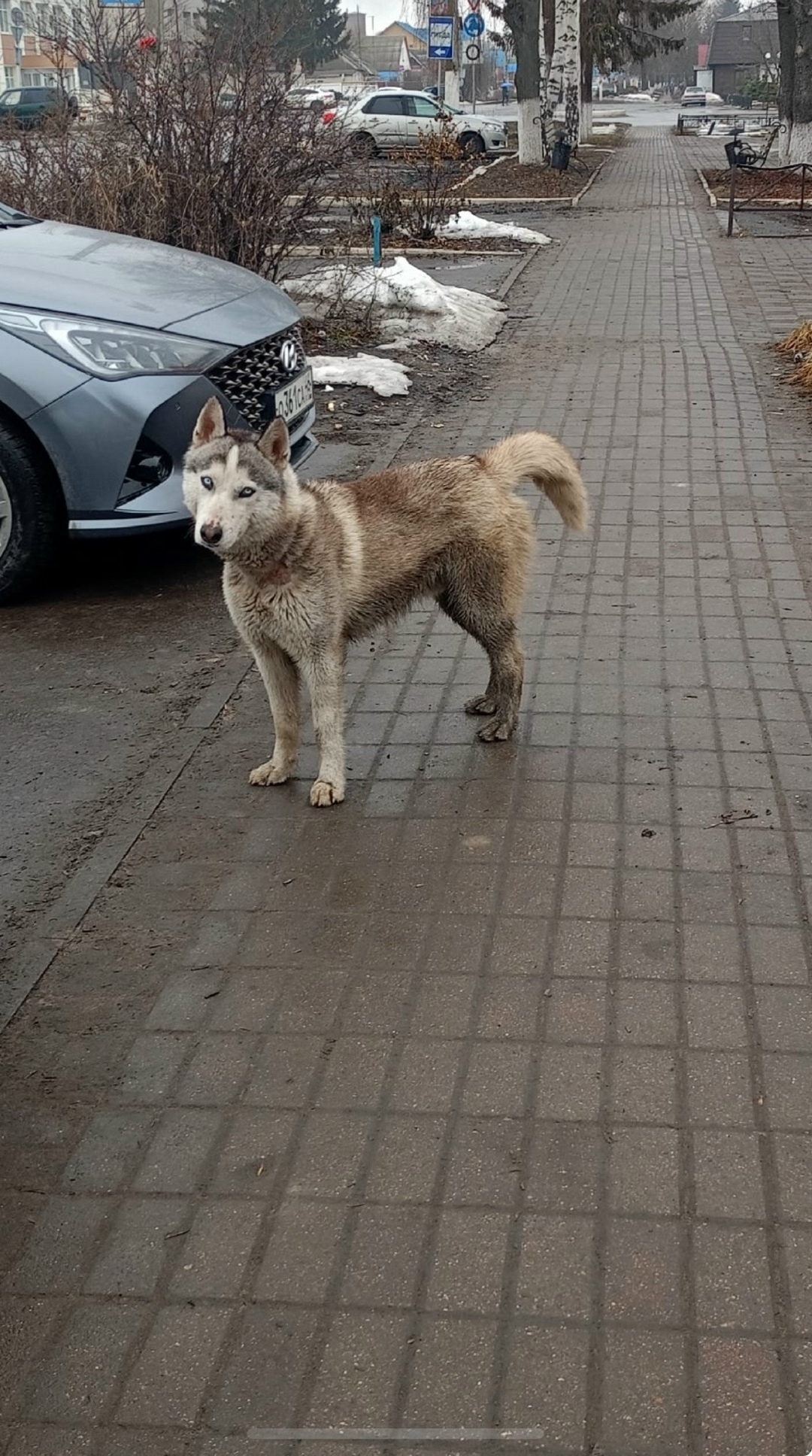 Найдена собака в Курске — фото объявления