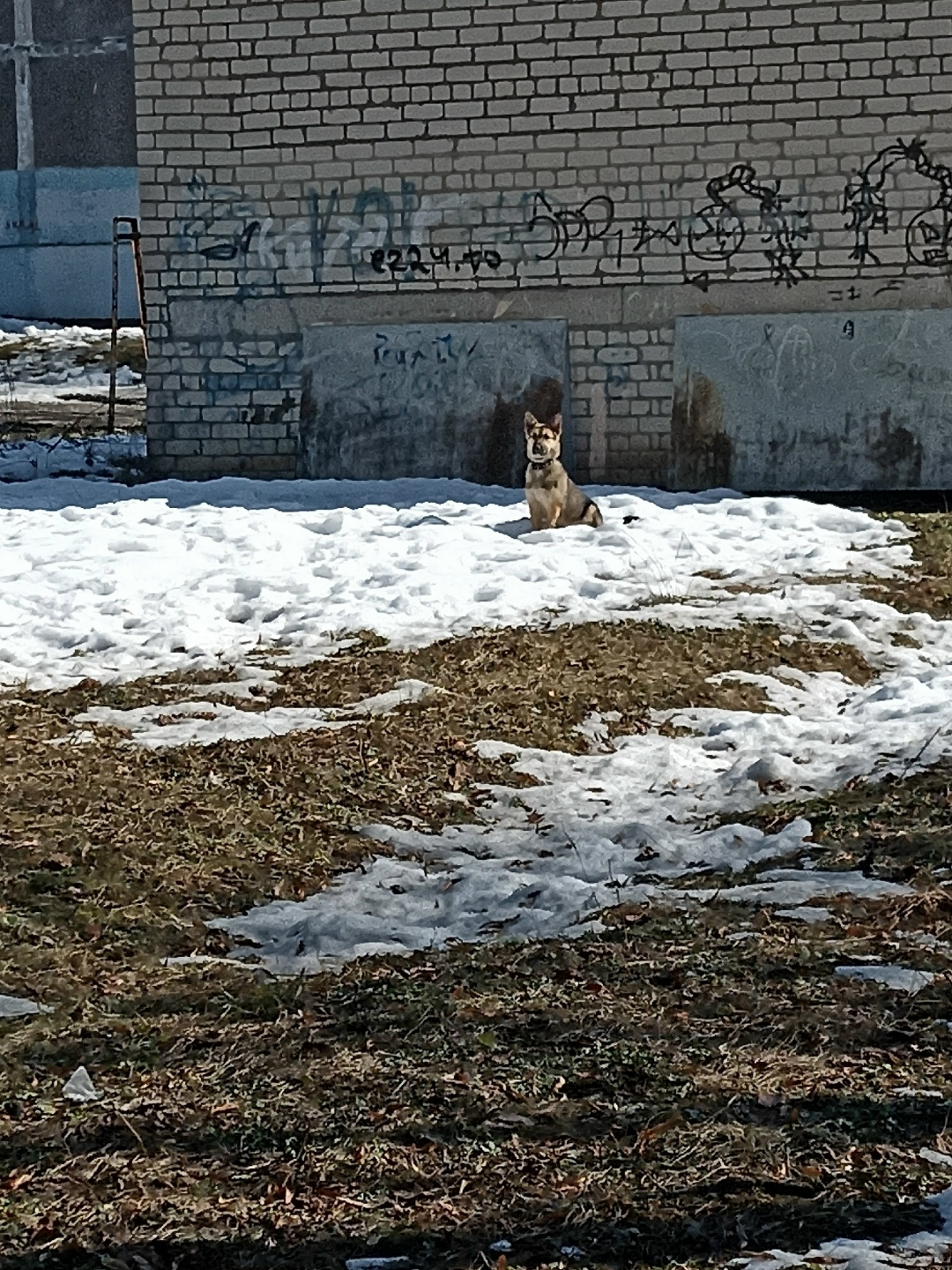 Найдена собака в Курске — фото объявления