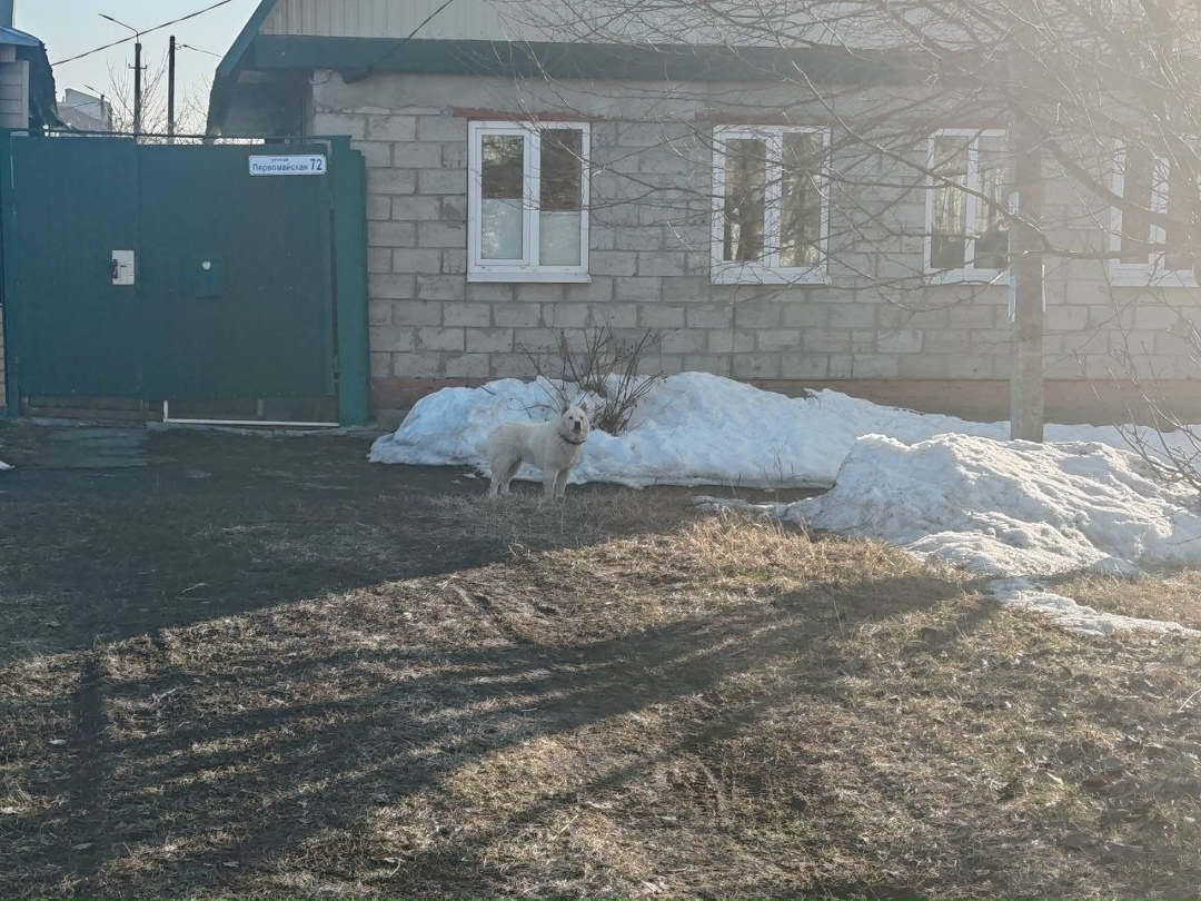 Найдена собака в Курске — фото объявления