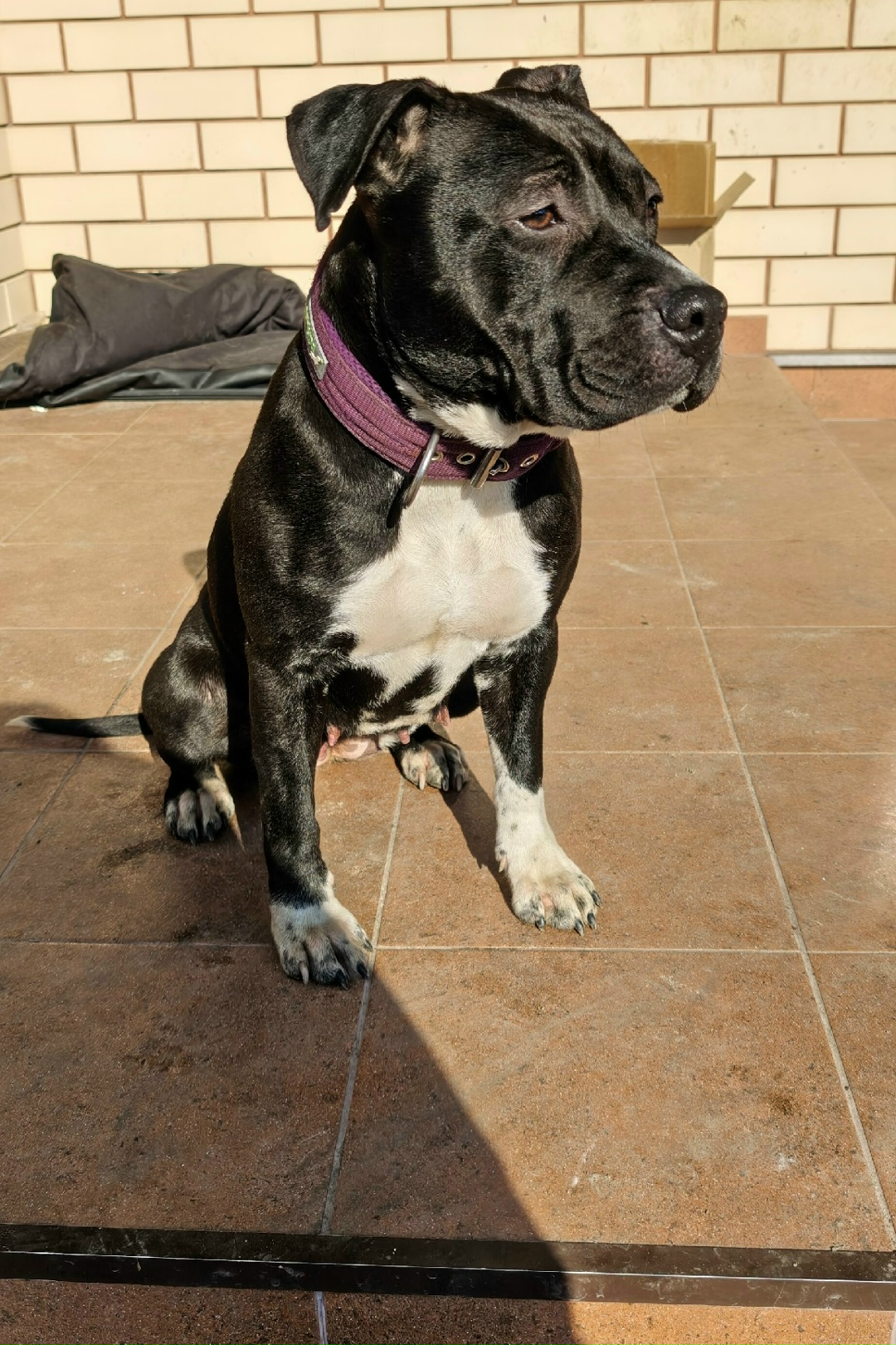 Найдена собака в Курске — фото объявления