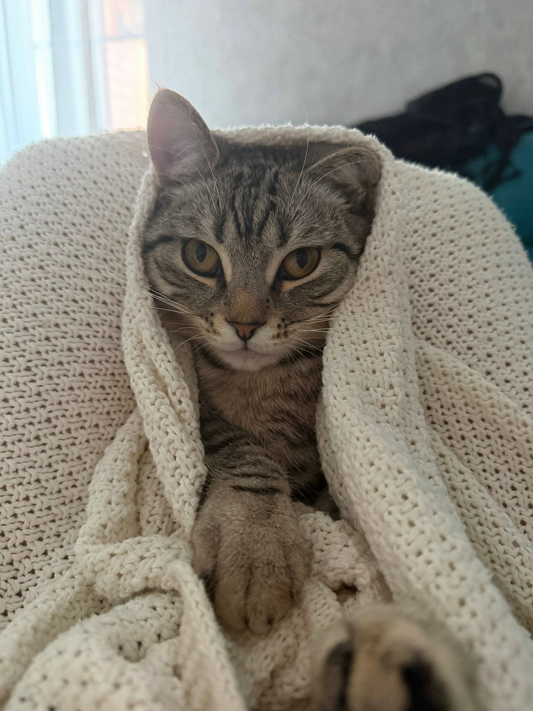 Пропала кошка в Курске — фото объявления