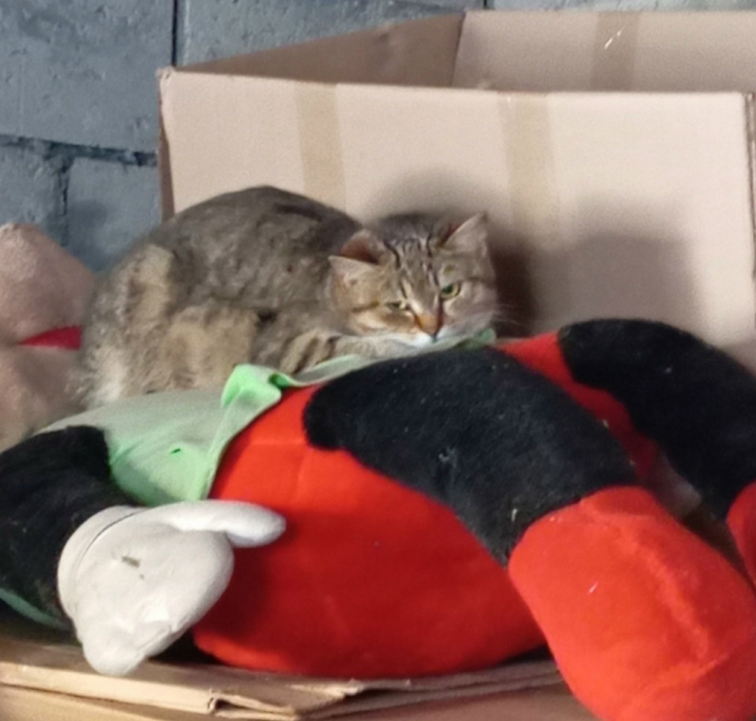 Найдена кошка в Курске — фото объявления