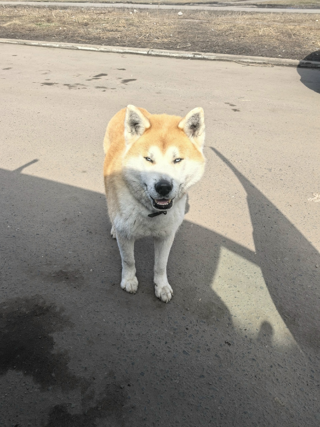 Найдена собака в Курске — фото объявления