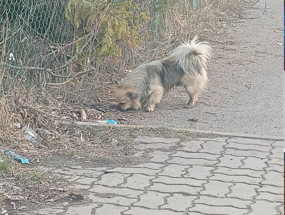 Найдена собака в Курске — фото объявления
