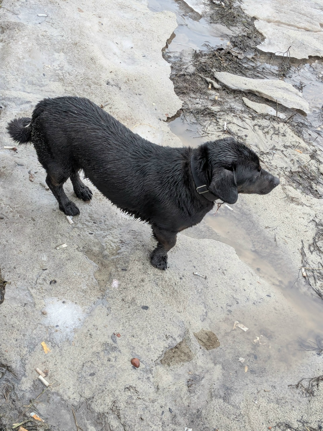 Найдена собака в Курске — фото объявления