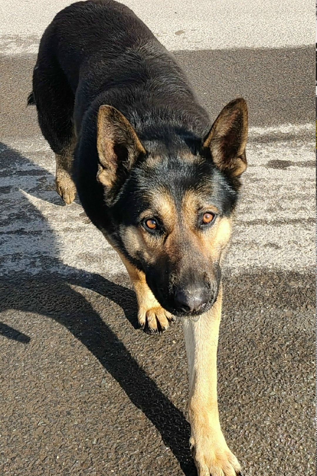 Найдена собака в Курске — фото объявления