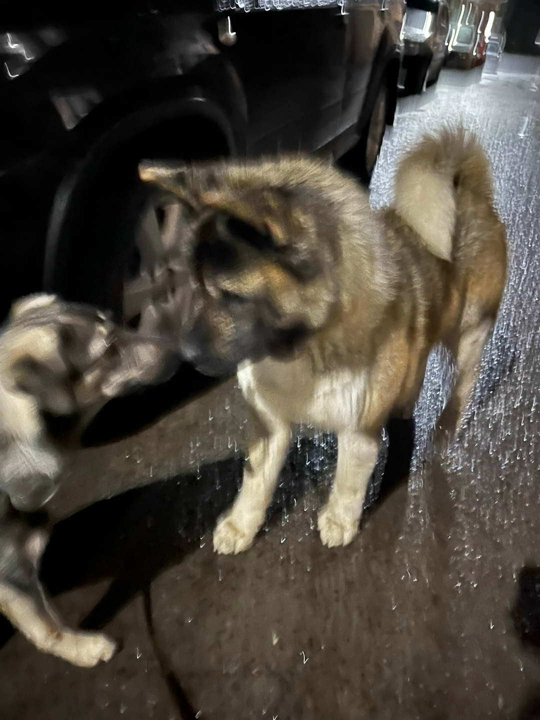 Найдена собака в Курске — фото объявления