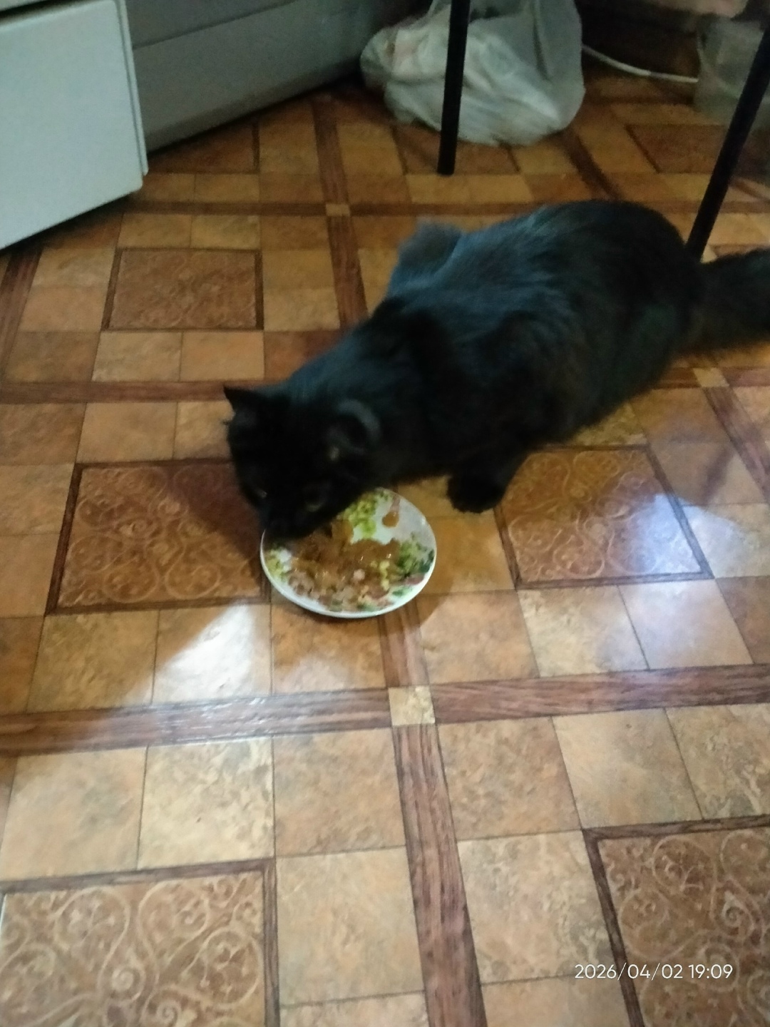 Найдена кошка в Курске — фото объявления