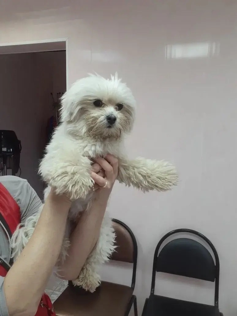 Найдена собака в Курске — фото объявления