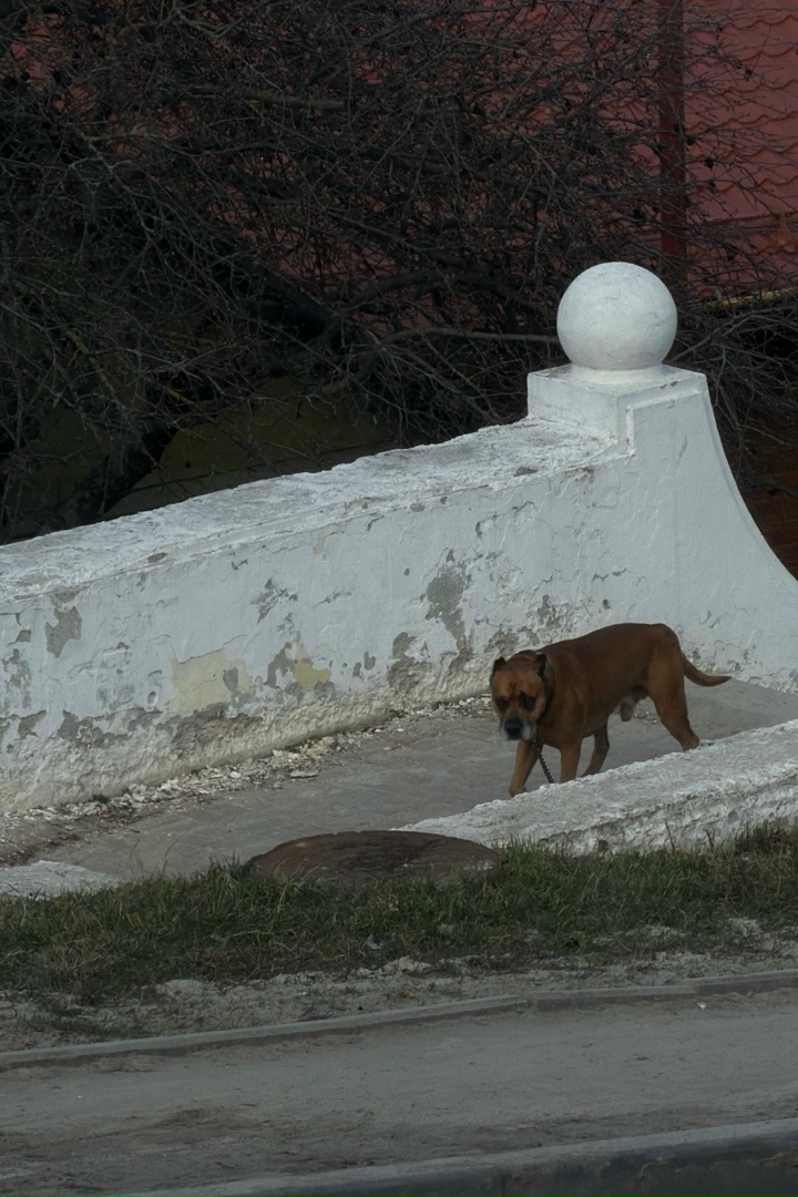 Найдена собака в Курске — фото объявления