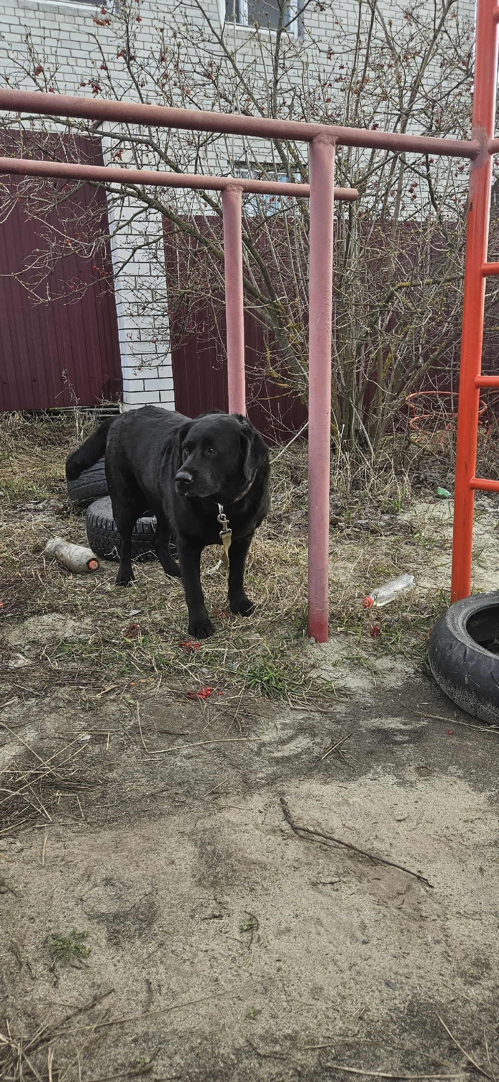 Найдена собака в Курске — фото объявления