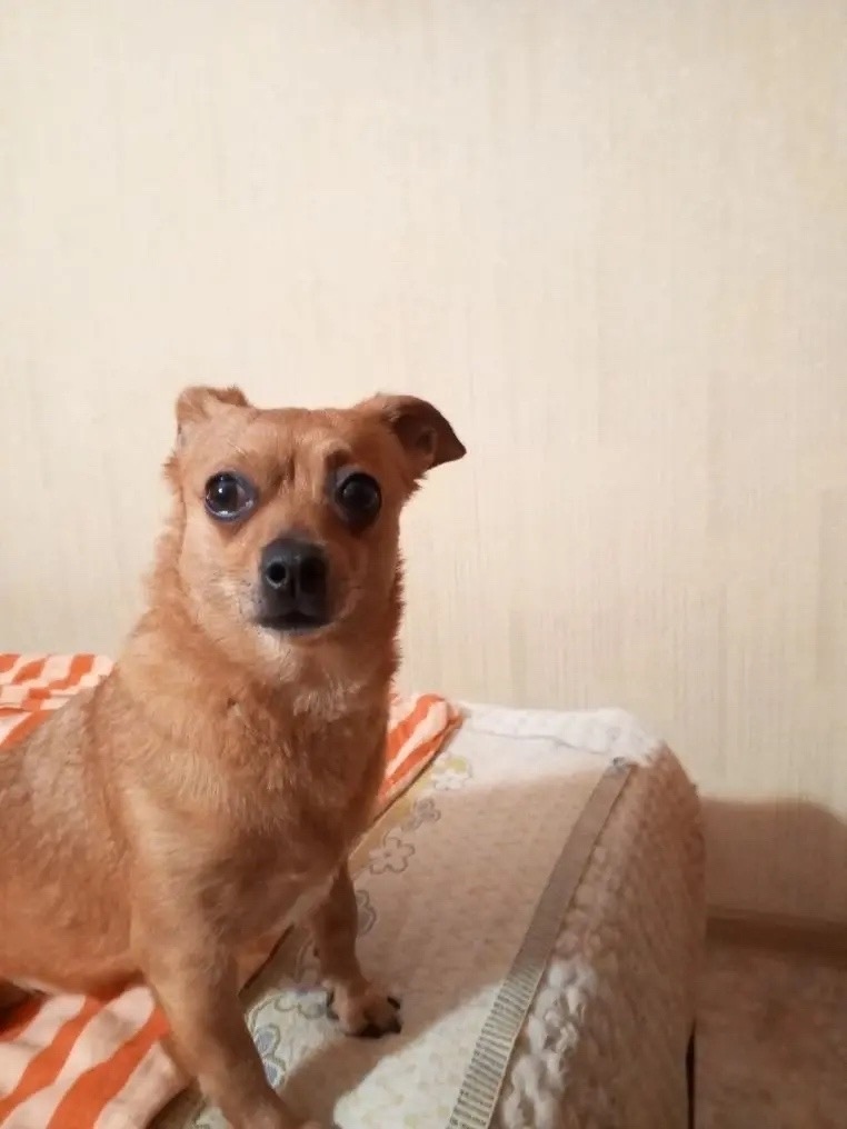 Найдена собака в Курске — фото объявления