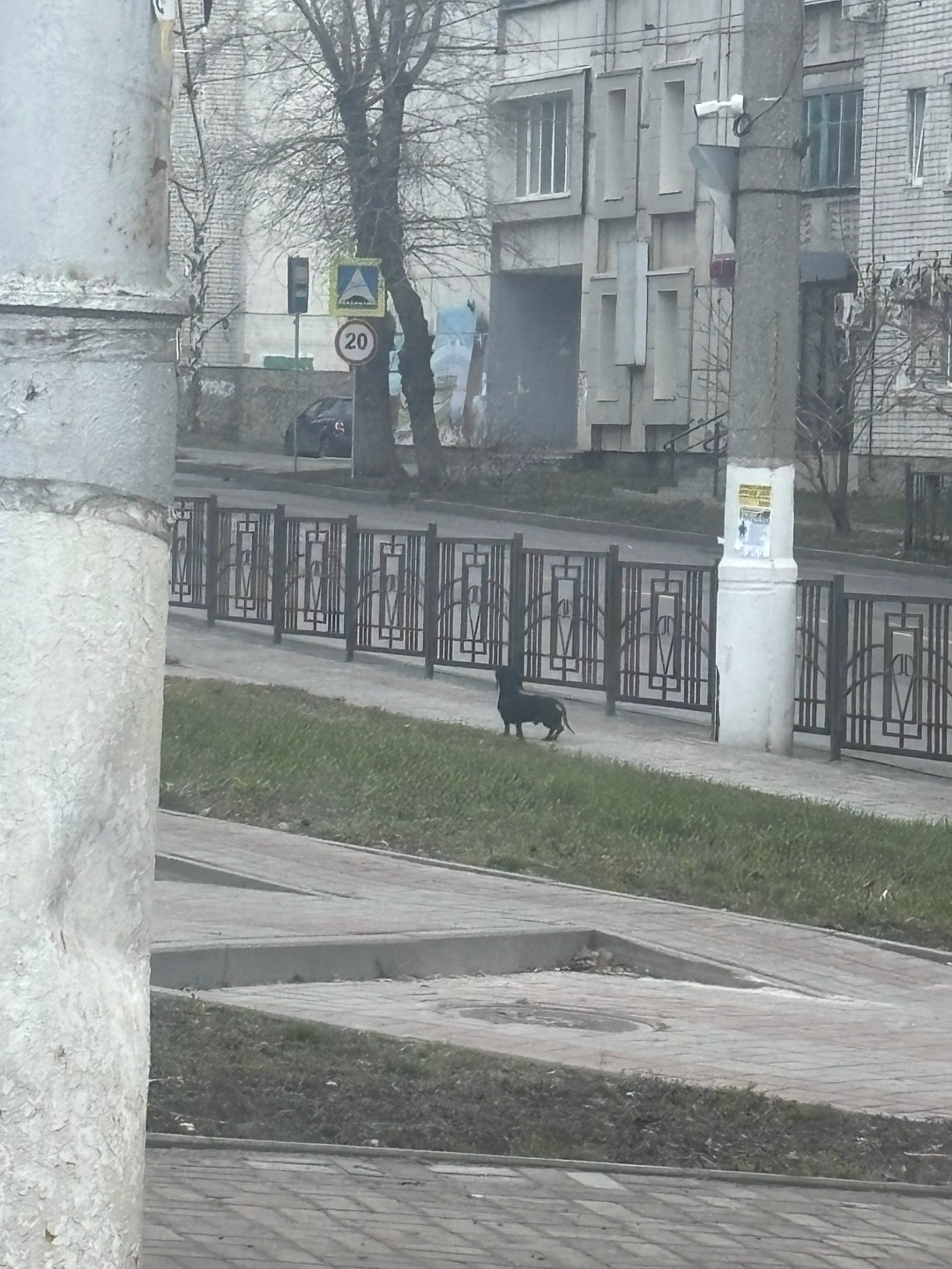 Найдена собака в Курске — фото объявления