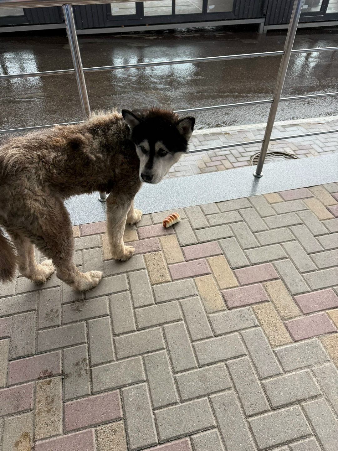 Найдена собака в Курске — фото объявления