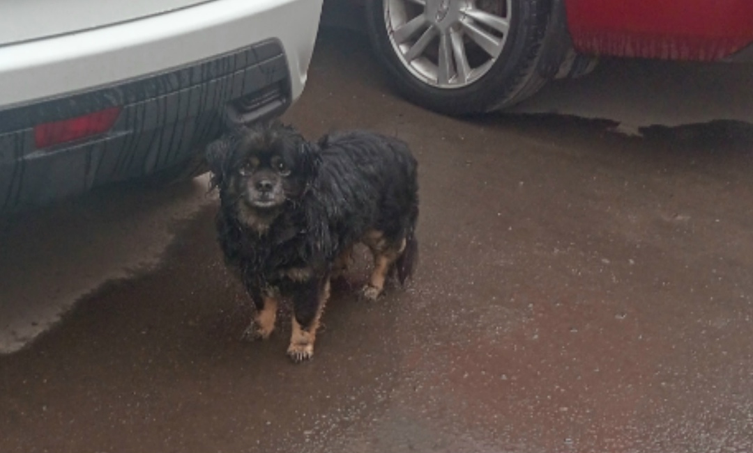 Найдена собака в Курске — фото объявления