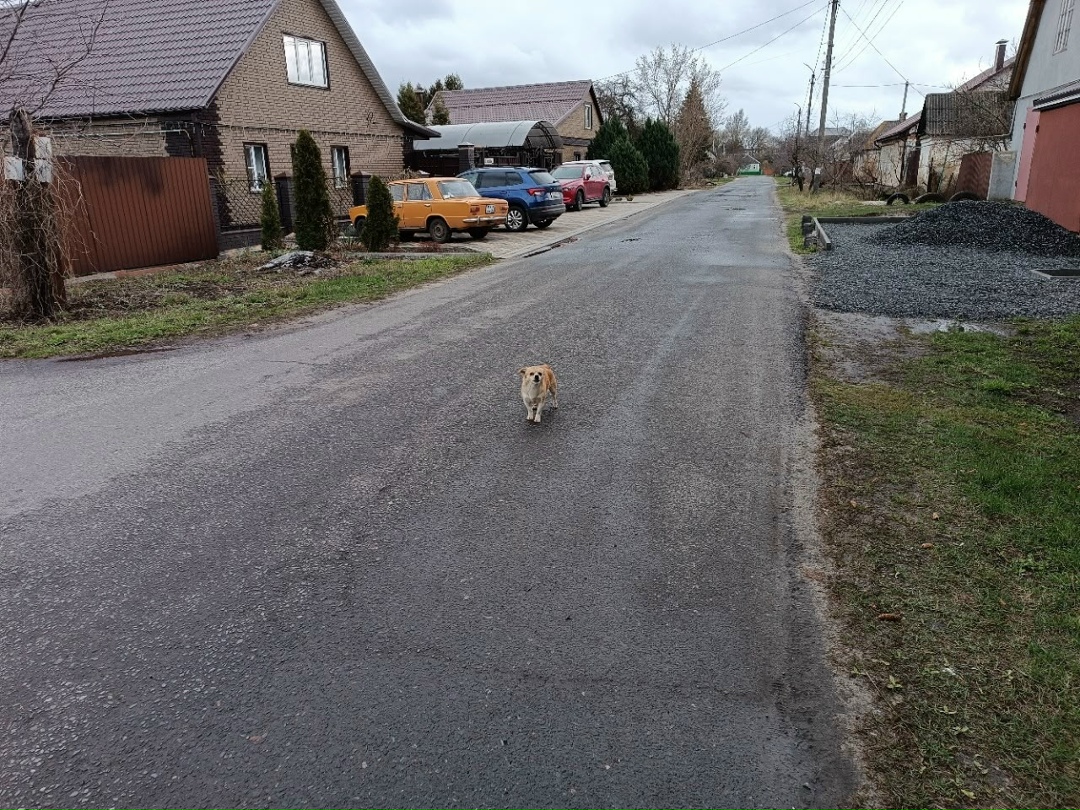 Найдена собака в Курске — фото объявления