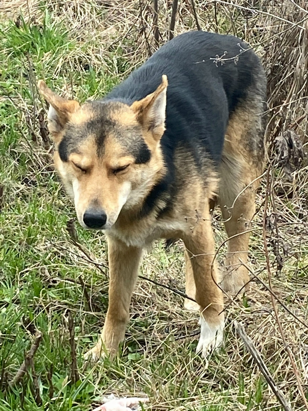 Найдена собака в Курске — фото объявления