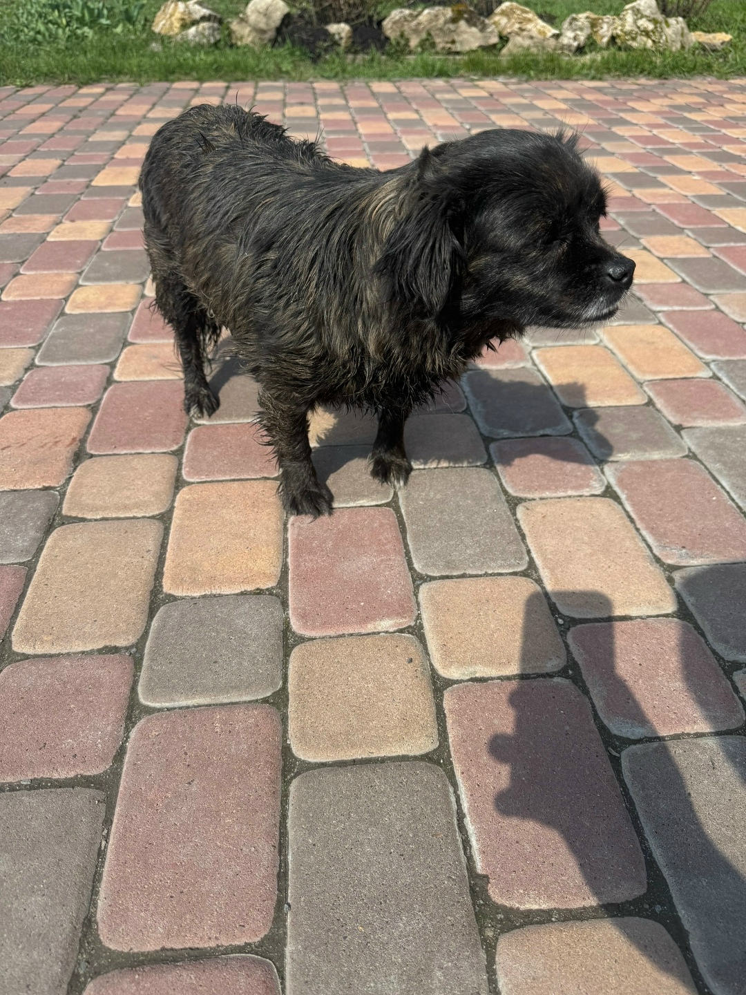 Найдена собака в Курске — фото объявления