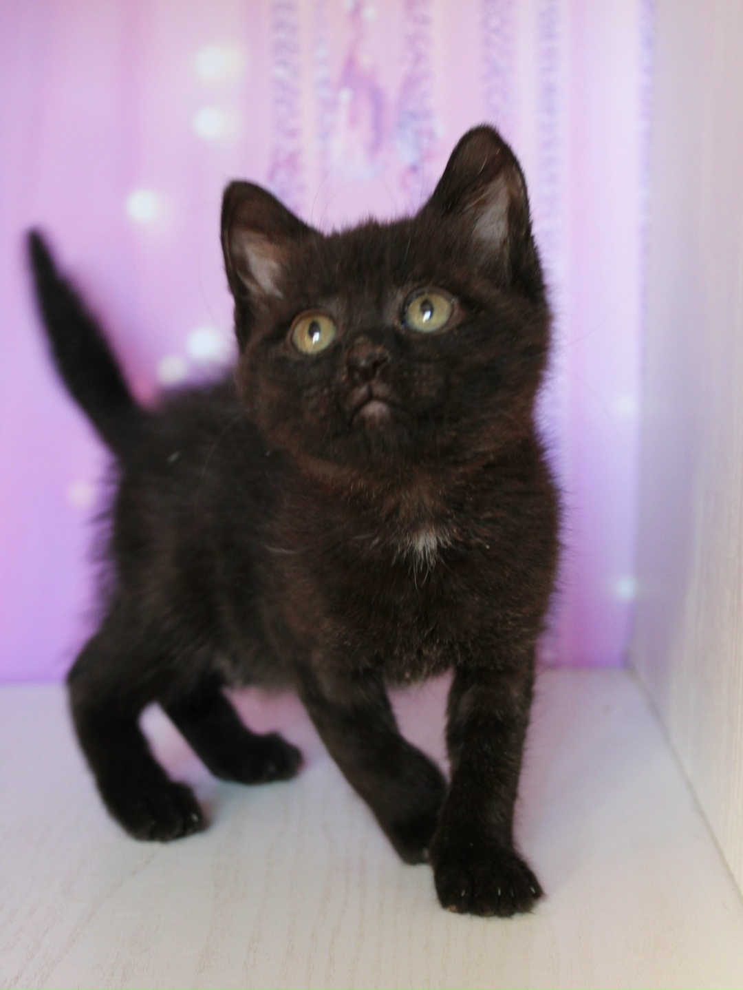 Найдена кошка в Курске — фото объявления