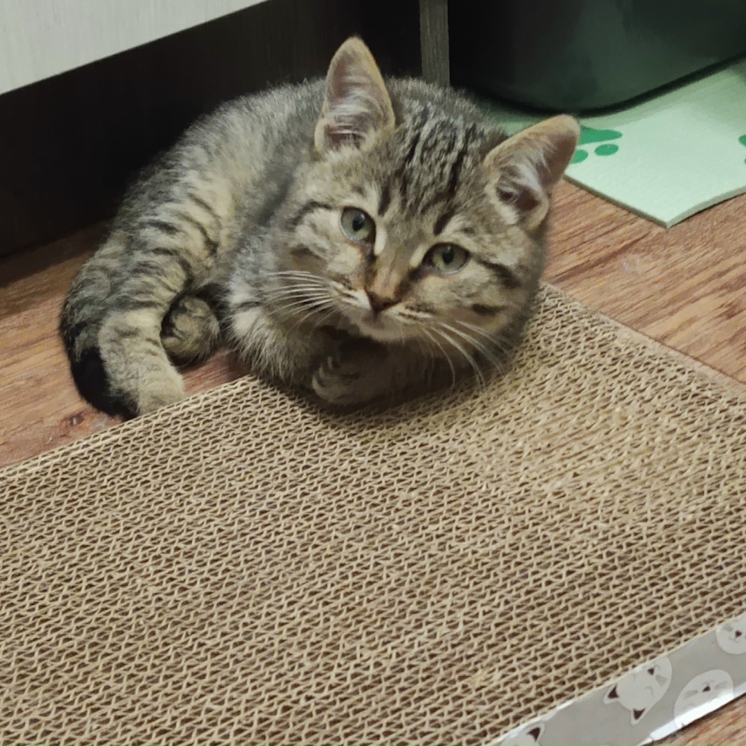 Найдена кошка в Курске — фото объявления