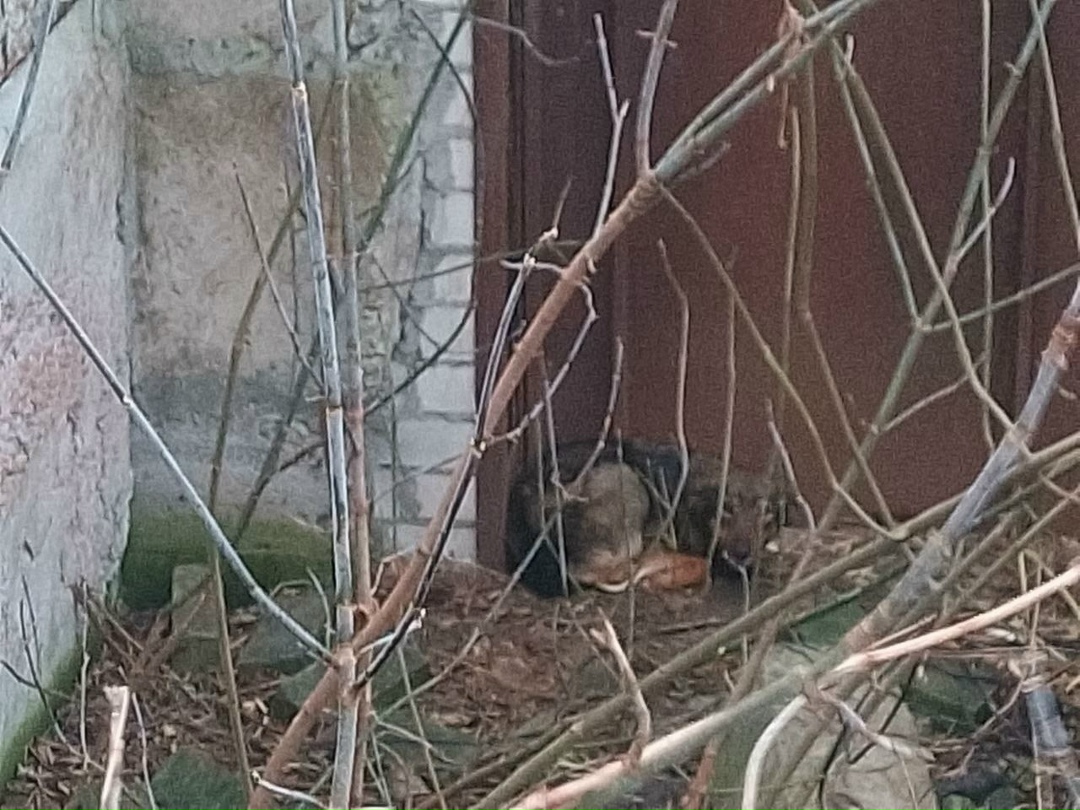 Найдена собака в Курске — фото объявления