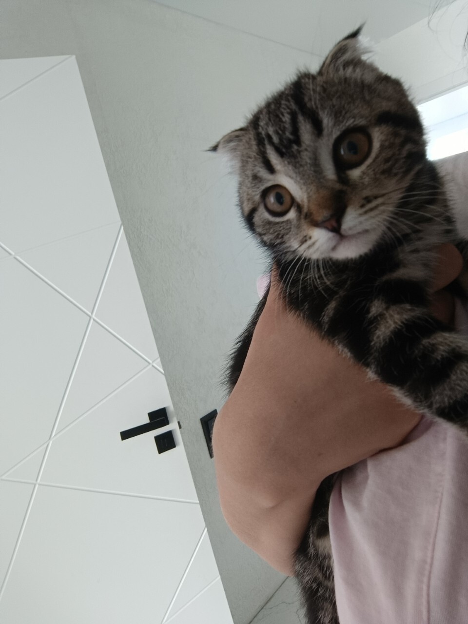 Пропала кошка в Курске — фото объявления