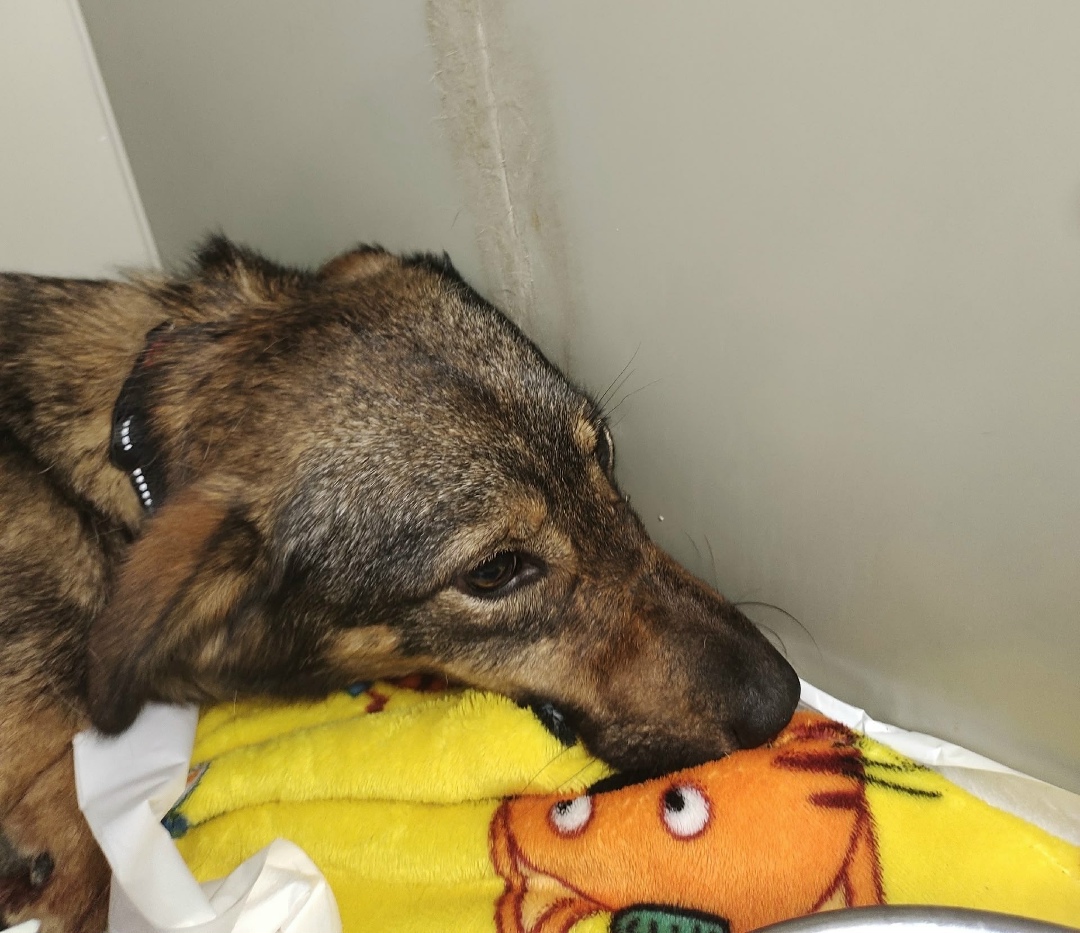 Найдена собака в Курске — фото объявления