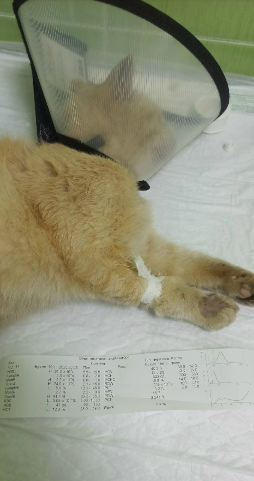 Найдена кошка в Курске — фото объявления