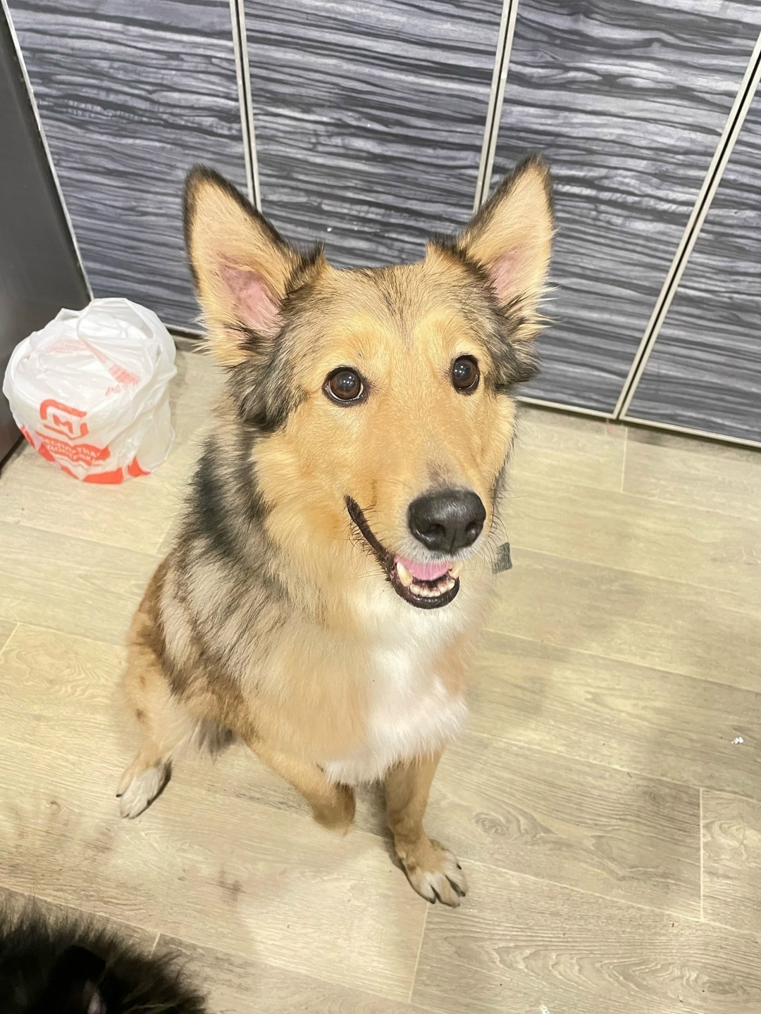 Пропала собака в Курске — фото объявления