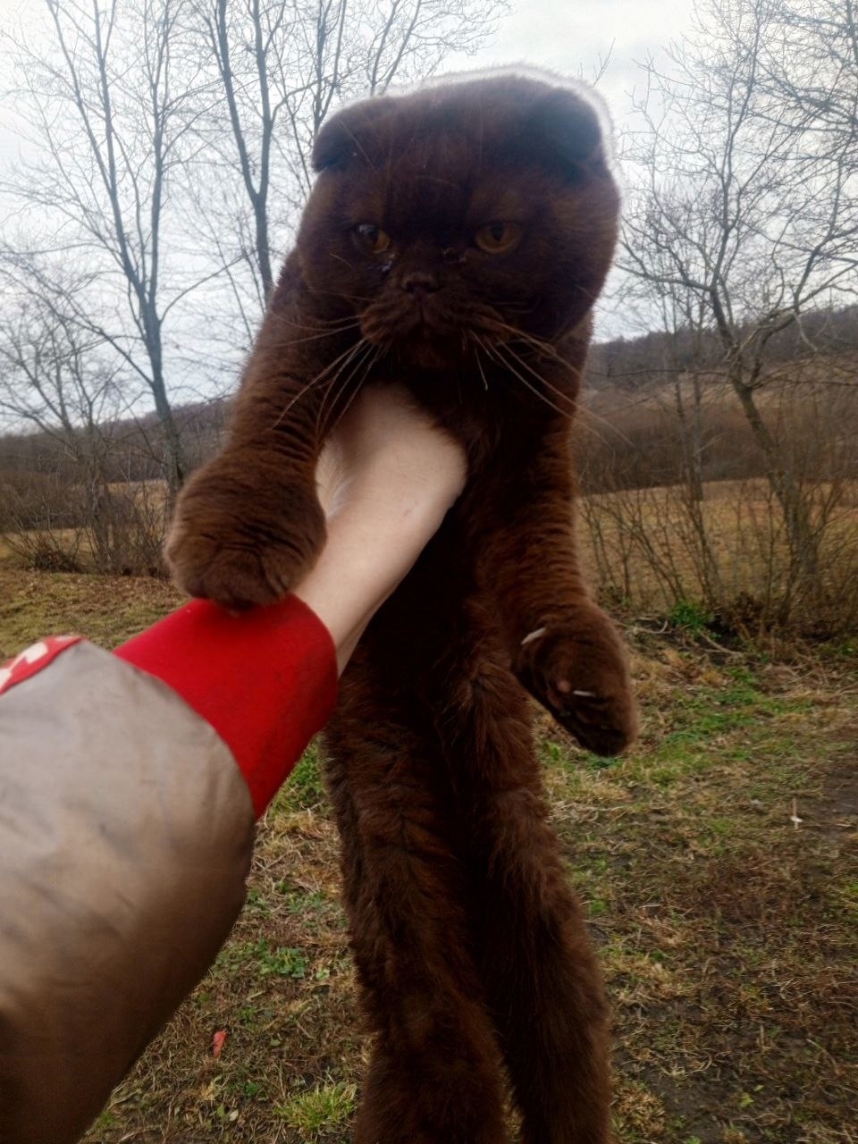 Найдена собака в Курске — фото объявления