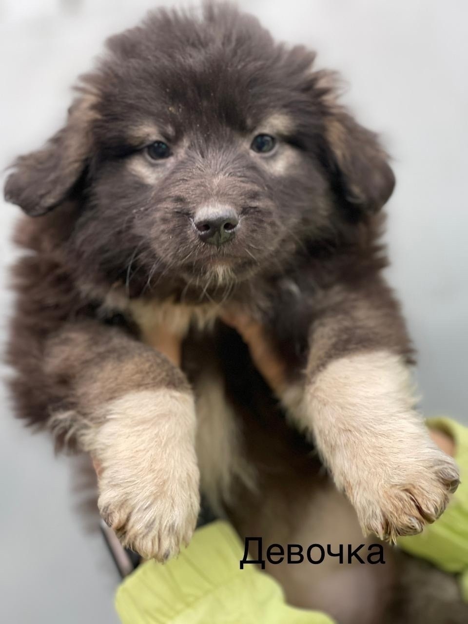 Найдена собака в Курске — фото объявления