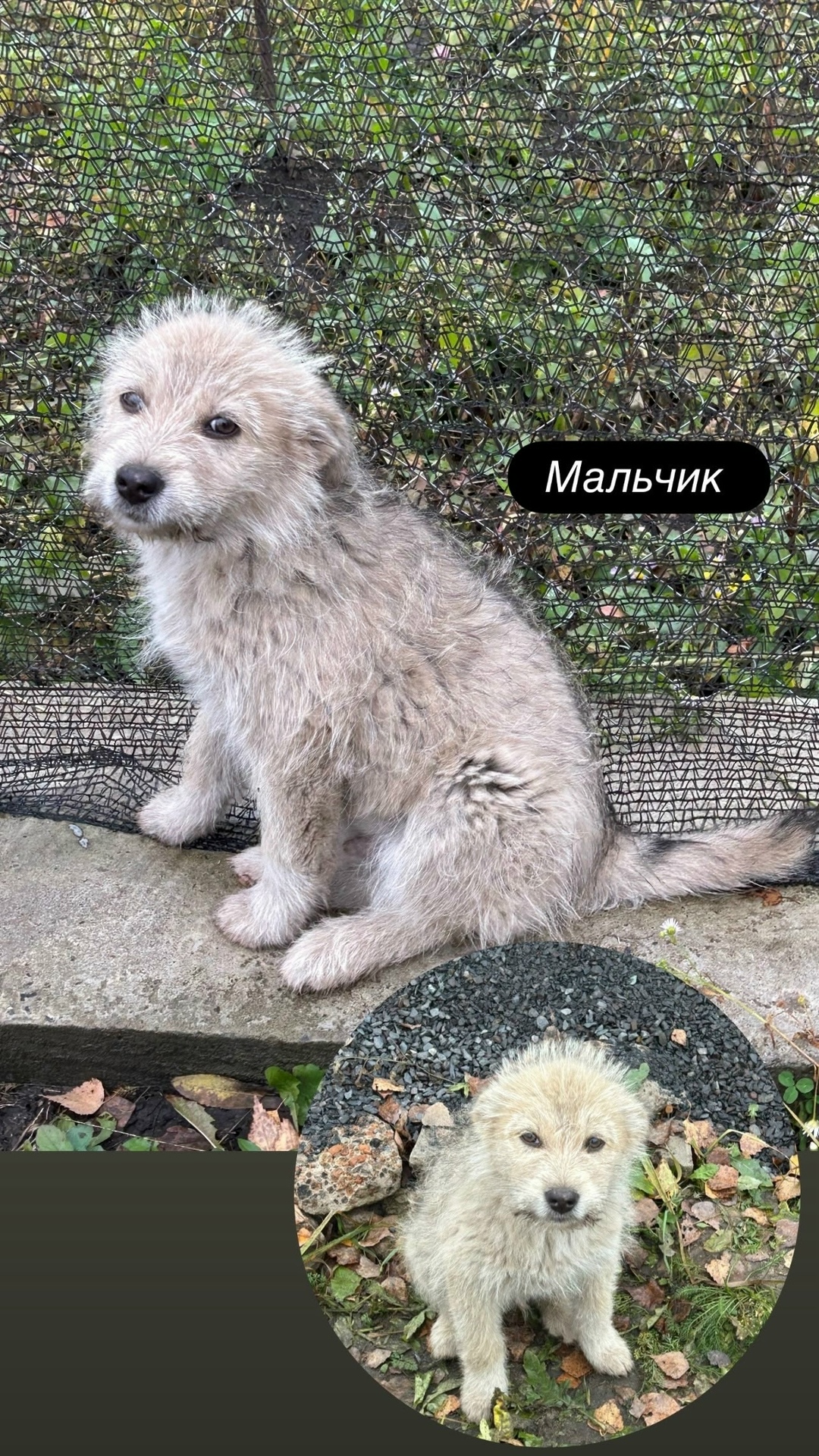 Пропала собака в Курске — фото объявления