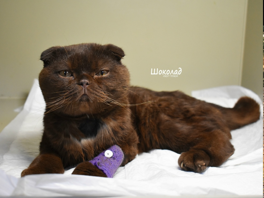 Найдена собака в Курске — фото объявления