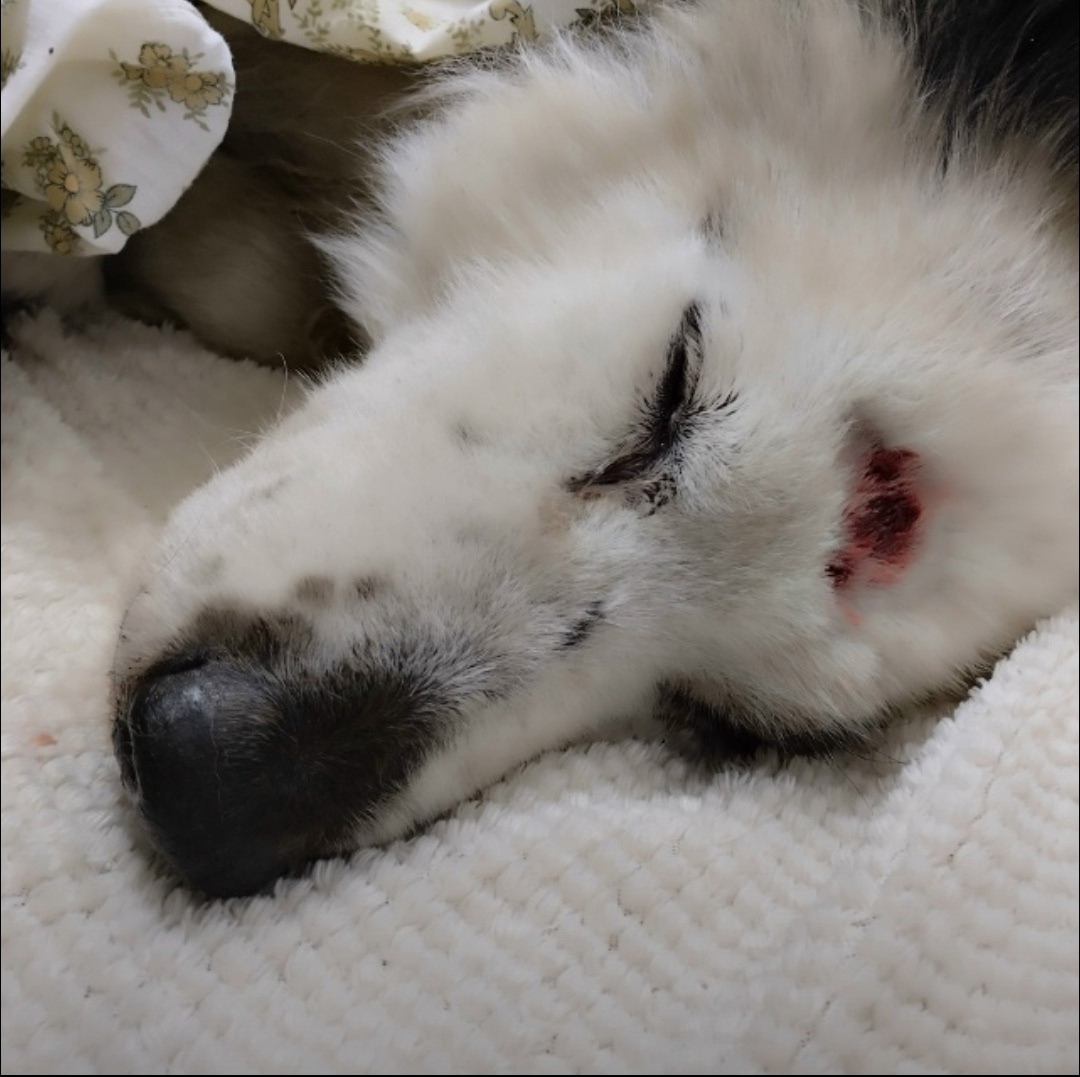 Найдена собака в Курске — фото объявления